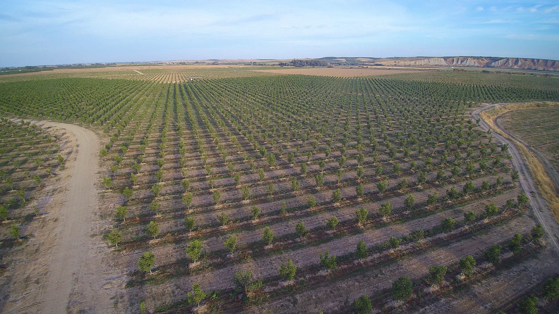 La nueva plantación